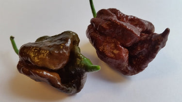Trinidad Chocolate Scorpion - Seeds - The Pepper Pantry (Formerly Marie Sharp's)